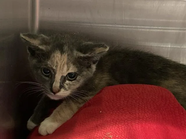 A baby small-sized female Domestic Short Hair cat named Jeannie for adoption in Tustin, CA