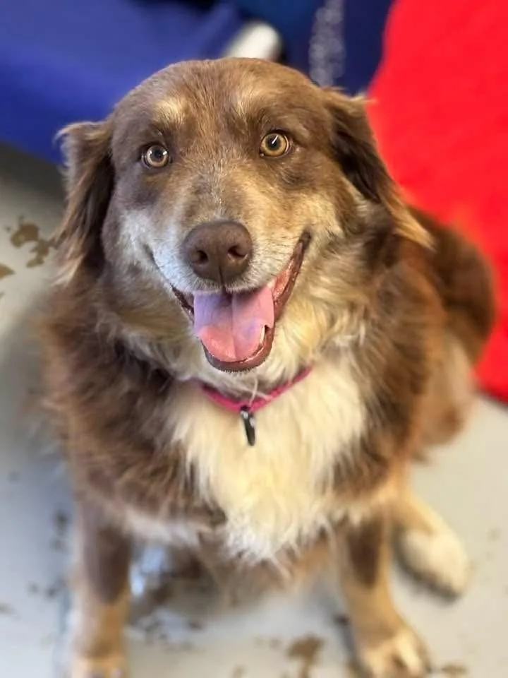 An adult medium-sized female Australian Shepherd dog named Rebel for adoption in Dacula, GA