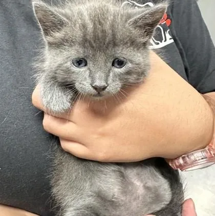 A baby medium-sized male Gray / Blue / Silver Domestic Short Hair cat named Freddy for adoption in Converse, TX