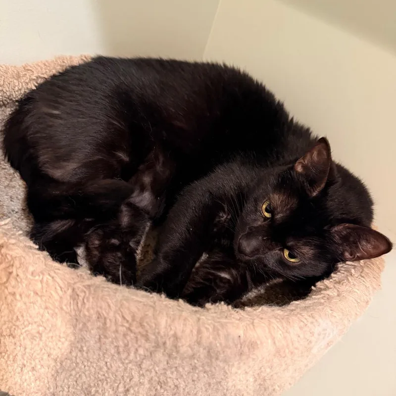 An adult large-sized male Black Domestic Short Hair cat named Silas for adoption in Saint Charles, MO