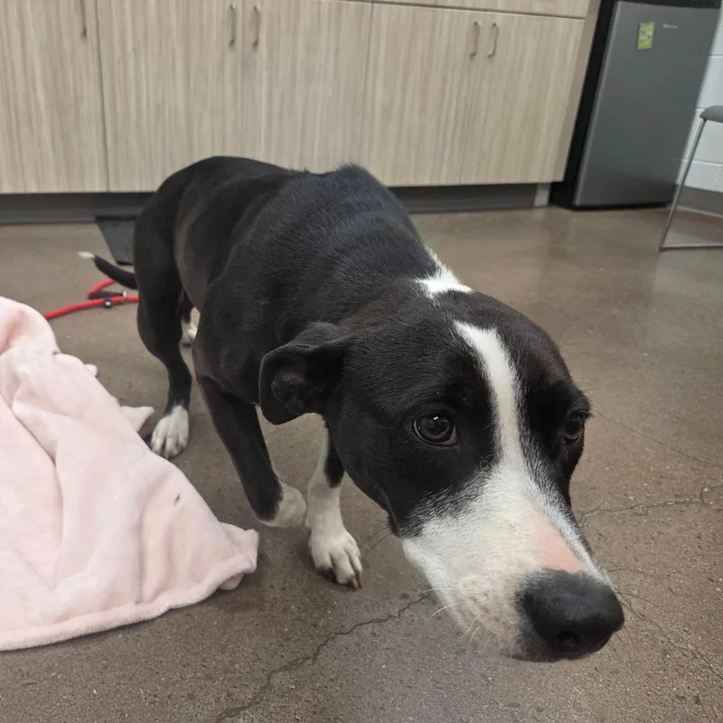 An adult medium-sized female Black Mixed Breed dog named Petunia for adoption in Chattanooga, TN