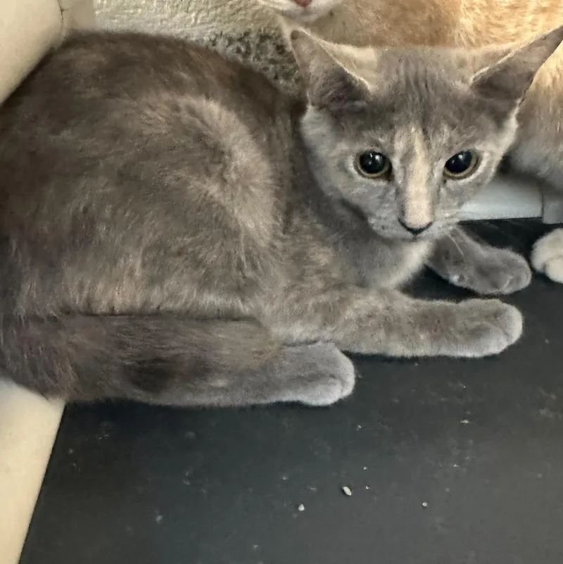 A baby medium-sized female Dilute Calico Domestic Short Hair cat named Meowskers for adoption in Manassas, VA