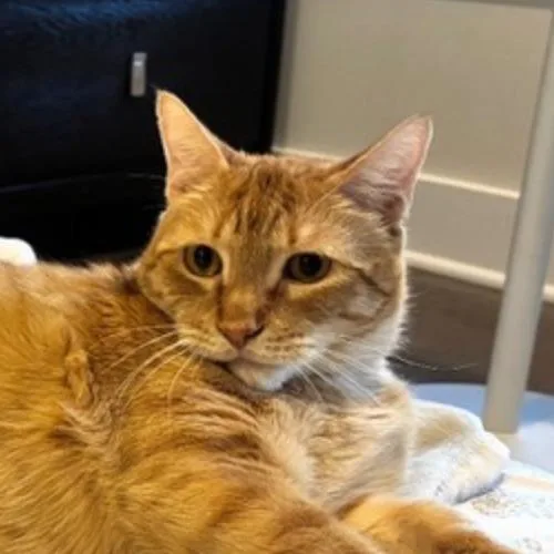 An adult small-sized male Orange / Red Domestic Short Hair cat named Junior Schumacher for adoption in Merrifield, VA