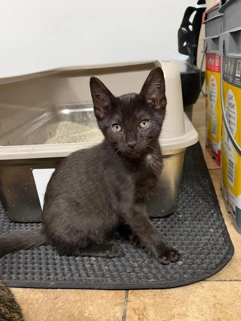 A baby medium-sized male Domestic Short Hair cat named Mocha for adoption in Spring, TX