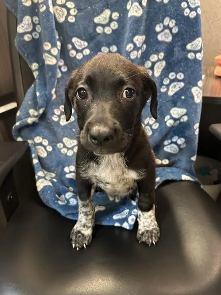A baby small-sized male Pointer dog named Salsa for adoption in Mobile, AL