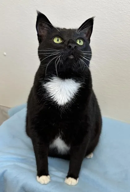 An adult extra large-sized male Domestic Short Hair cat named Pepe for adoption in Venice, FL