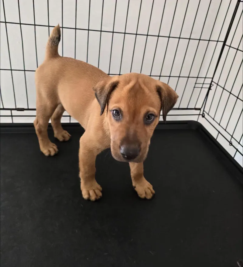 A baby medium-sized male Labrador Retriever dog named Swiper for adoption in Albion, NY