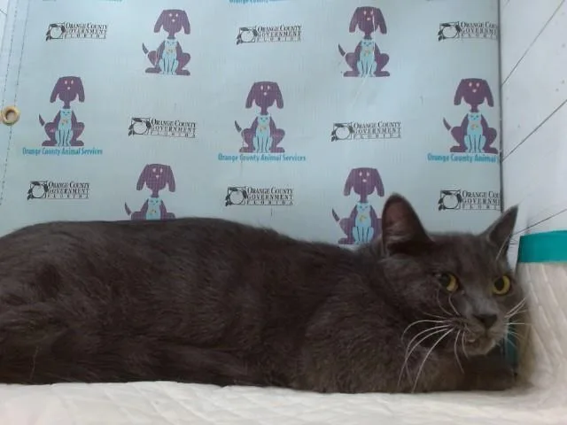 A young small-sized female Domestic Short Hair cat named Hope for adoption in Orlando, FL