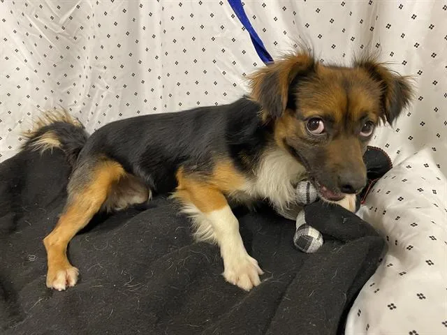 A young small-sized male Papillon dog named A for adoption in Modesto, CA