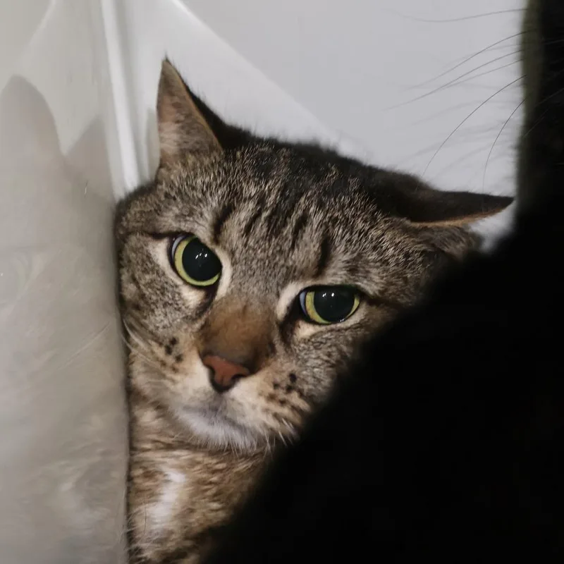 A young medium-sized male Brown / Chocolate Domestic Short Hair cat named Macbook for adoption in Briarcliff Manor, NY