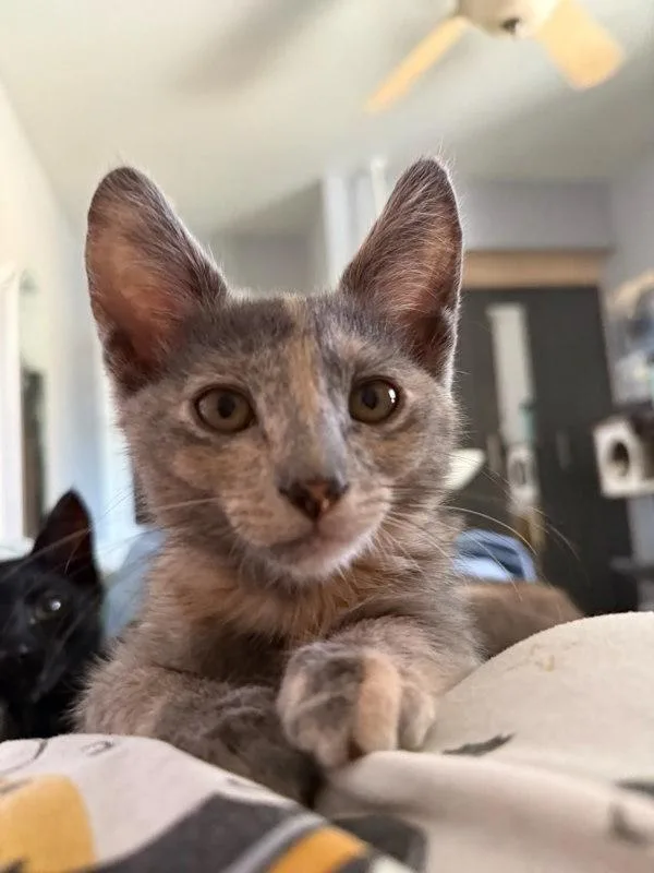 A baby small-sized female Domestic Short Hair cat named Further Ado for adoption in Bonsall, CA
