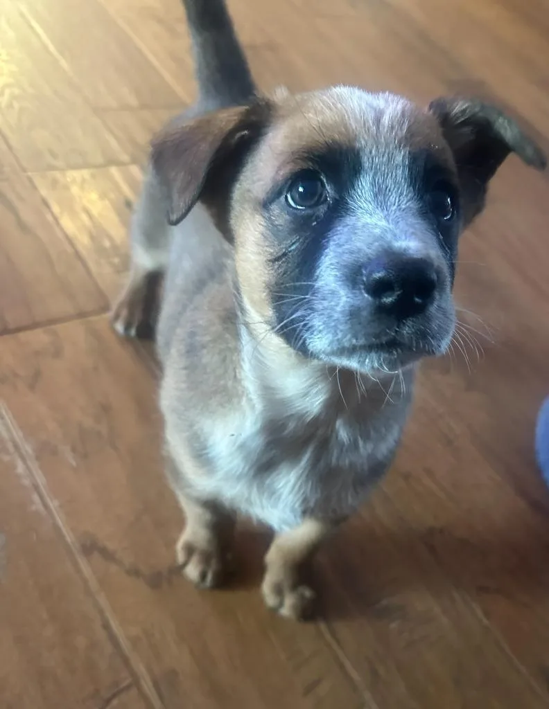 A baby medium-sized male Labrador Retriever dog named Duke for adoption in Columbia, IL