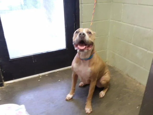 An adult large-sized female Pit Bull Terrier dog named Givllia for adoption in Tulsa, OK