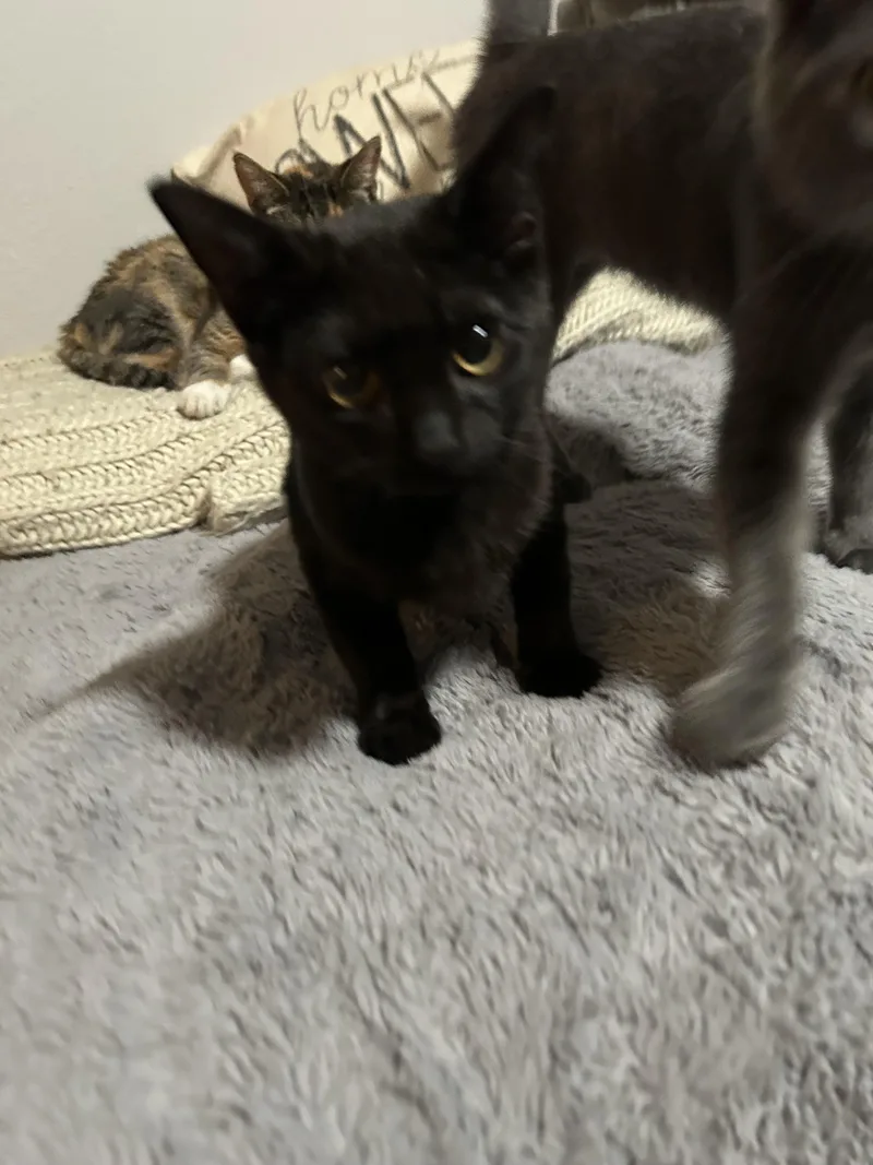 A baby small-sized male Domestic Short Hair cat named Sven for adoption in Heyburn, ID