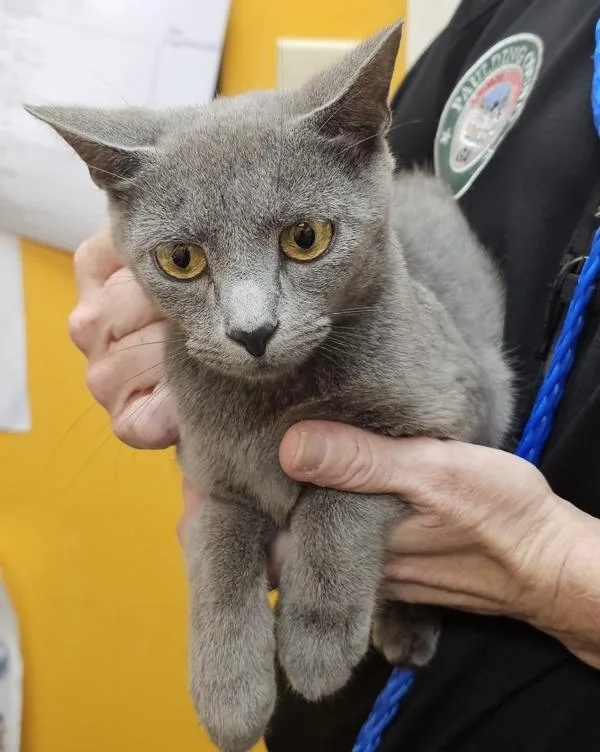 An adult medium-sized female Domestic Short Hair cat named Annie for adoption in Dallas, GA