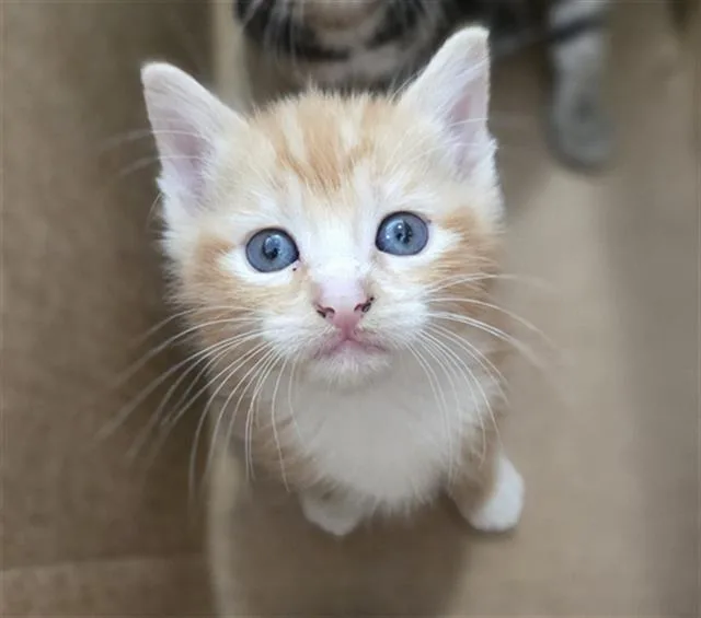 A baby medium-sized male Domestic Short Hair cat named Rangoon for adoption in Dallas, TX