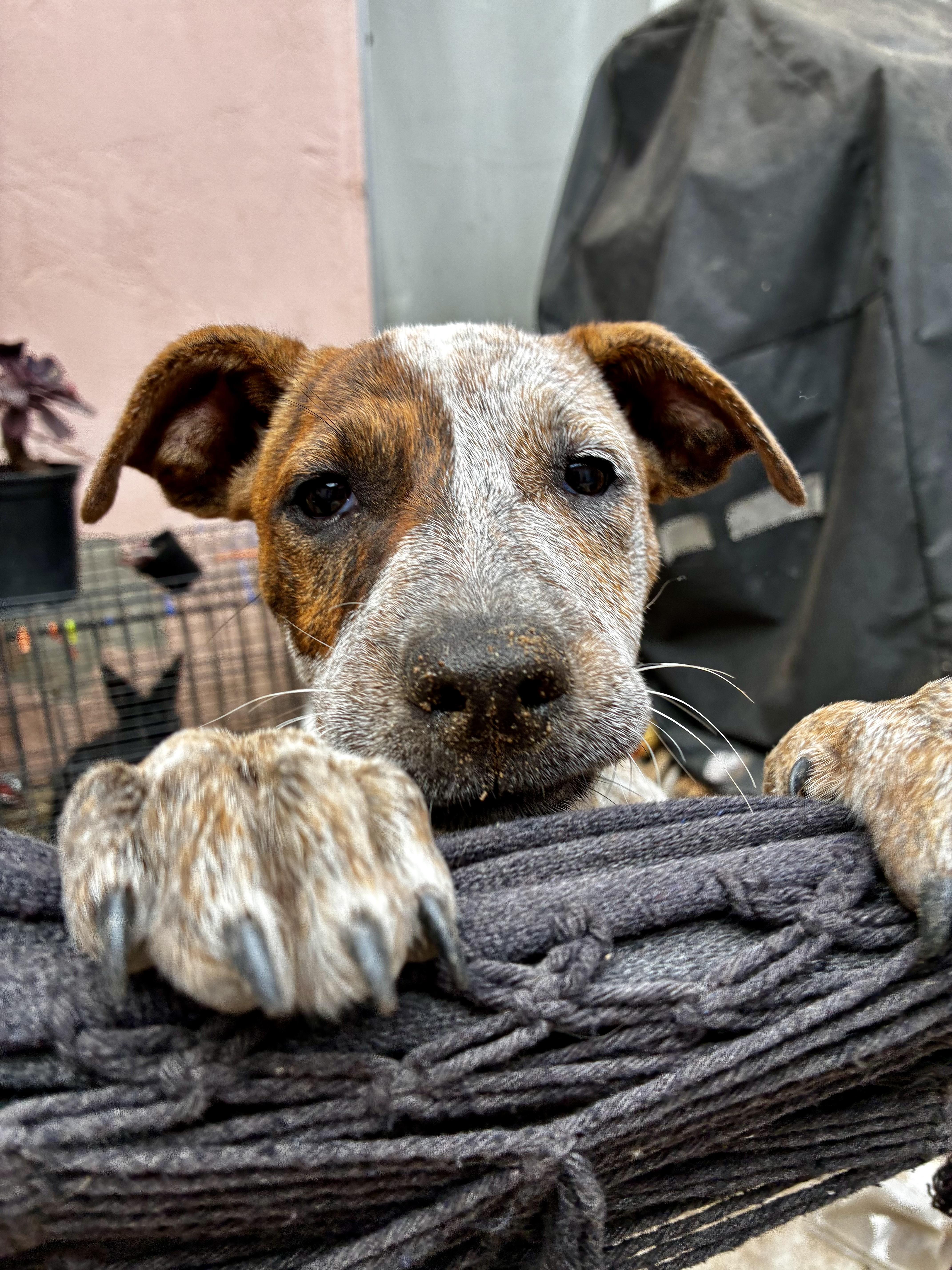 A baby medium-sized female Australian Cattle Dog / Blue Heeler dog named Gwynn for adoption in El Cajon, CA
