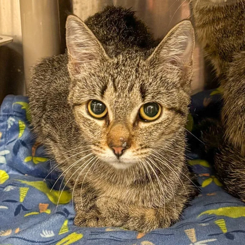 A young medium-sized female Brown / Chocolate Domestic Short Hair cat named Bee's Knees for adoption in Austin, TX