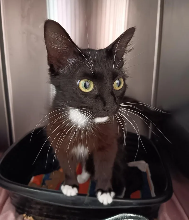 A young medium-sized female Domestic Short Hair cat named Geri for adoption in New Braunfels, TX
