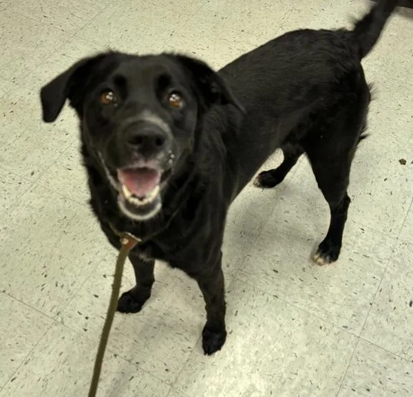 An adult medium-sized female Labrador Retriever dog named Riskee for adoption in Salt Lake City, UT