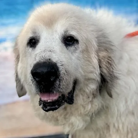 An adult large-sized male White / Cream Great Pyrenees dog named Kaiser for adoption in Spring, TX