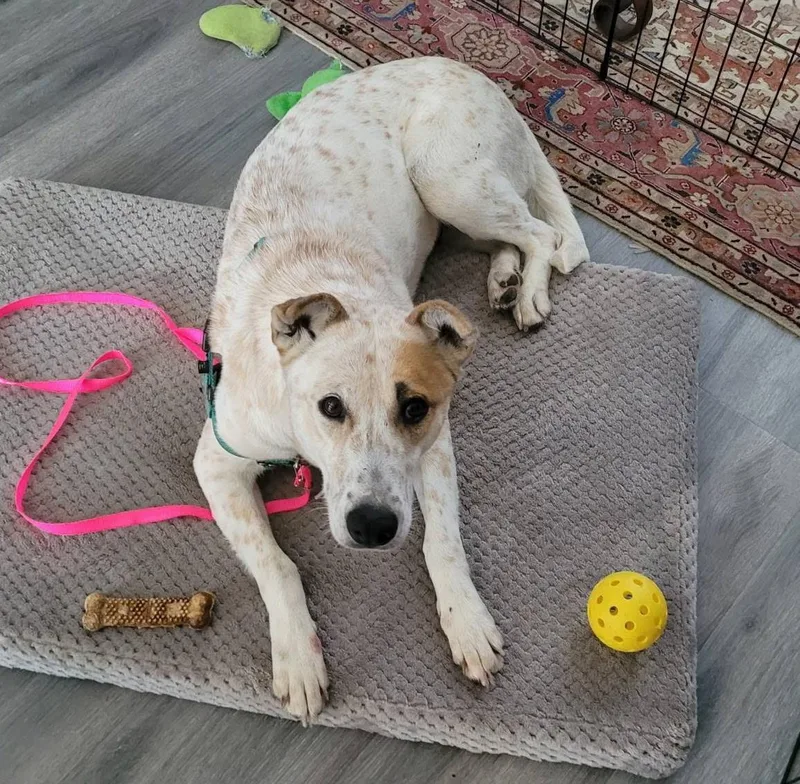 An adult large-sized female Australian Cattle Dog / Blue Heeler dog named Edith for adoption in Tucson, AZ