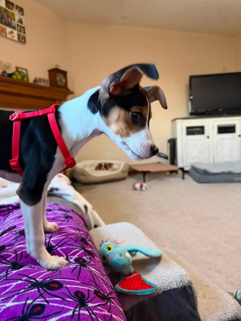 A baby medium-sized female Beagle dog named Lucy for adoption in Ashville, OH