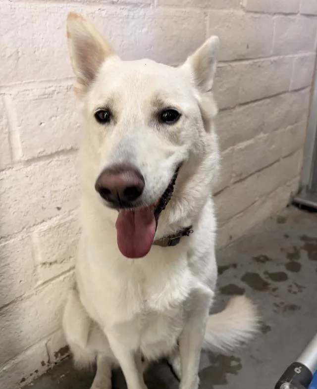 A young medium-sized male German Shepherd Dog dog named Casper for adoption in Santa Barbara, CA