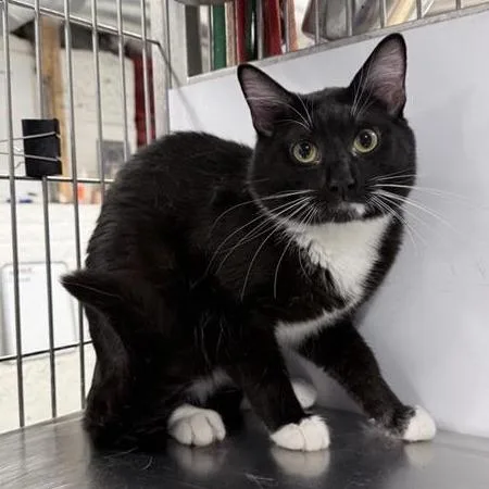 An adult medium-sized male Black Domestic Short Hair cat named Fletcher for adoption in New York, NY