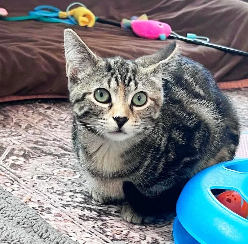 A baby medium-sized female Torbie Tabby cat named Oatmeal for adoption in Lombard, IL