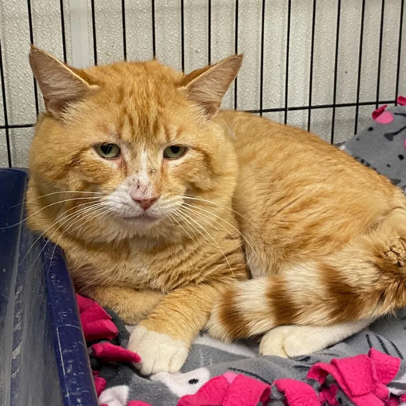 An adult large-sized male Orange / Red Domestic Short Hair cat named Bobby for adoption in Hamburg, NY