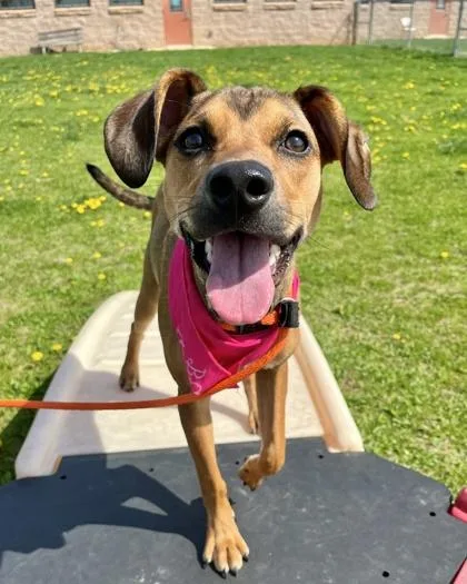 A young small-sized female Mountain Cur dog named Fiona for adoption in Quakertown, PA
