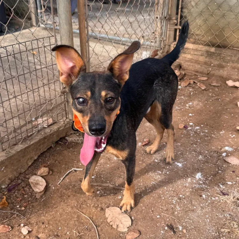 A young small-sized male Black Mixed Breed dog named Flanders for adoption in Vieques, PR