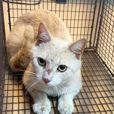 An adult medium-sized male Cream / Ivory Domestic Short Hair cat named Cheese for adoption in Gadsden, AL