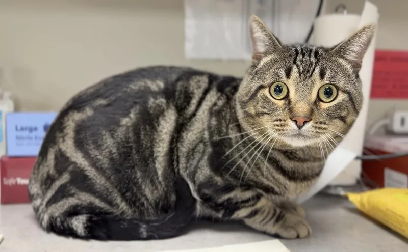 An adult medium-sized male Brown / Chocolate Domestic Short Hair cat named King for adoption in Bemidji, MN