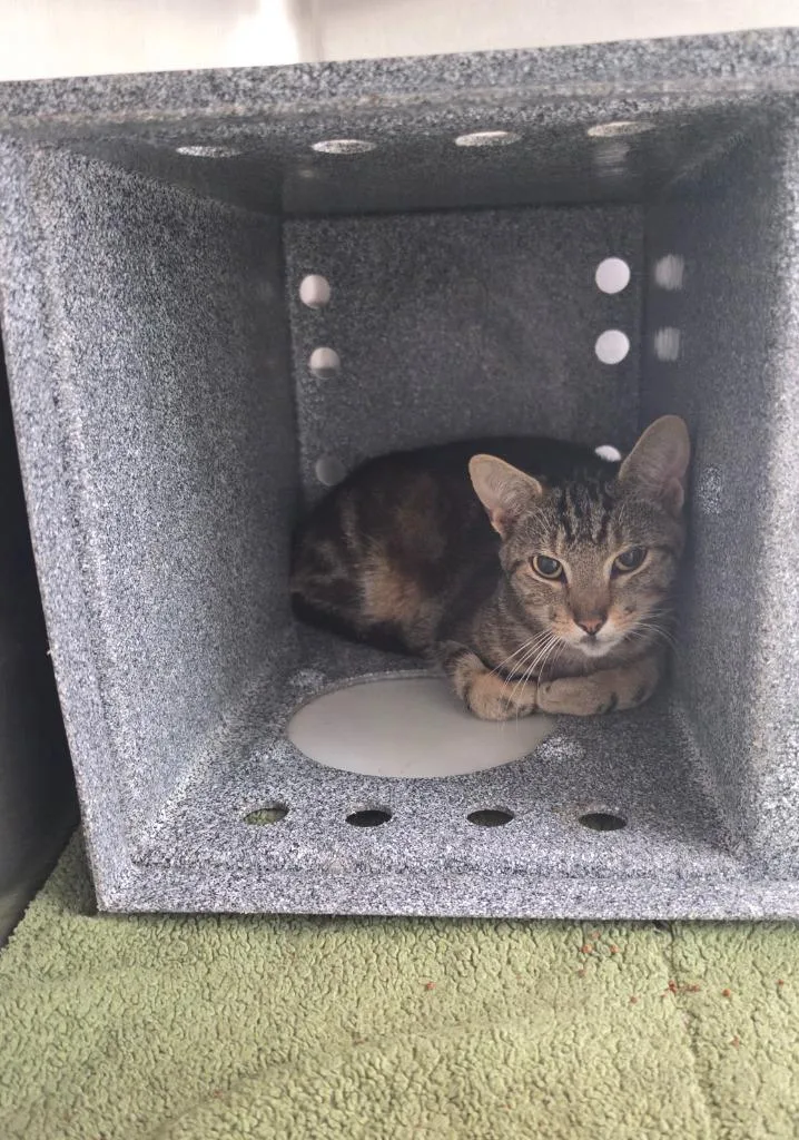 A young small-sized male Domestic Short Hair cat named Wafer for adoption in Athens, TN