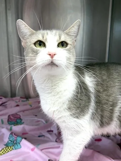 An adult medium-sized female Domestic Short Hair cat named Francine for adoption in West Chester, PA