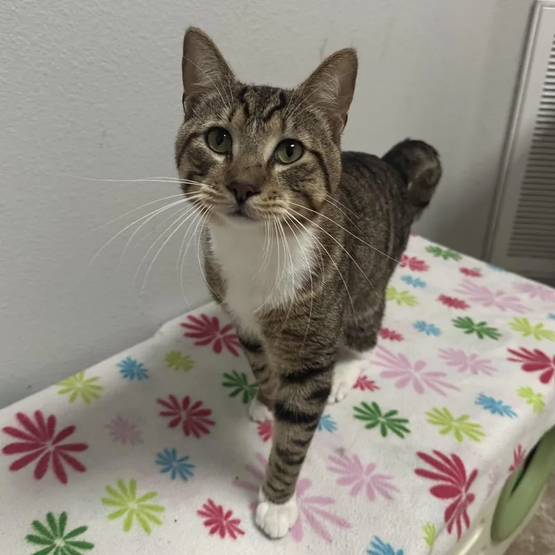 An adult large-sized male Brown / Chocolate Domestic Short Hair cat named Gus for adoption in Titusville, FL