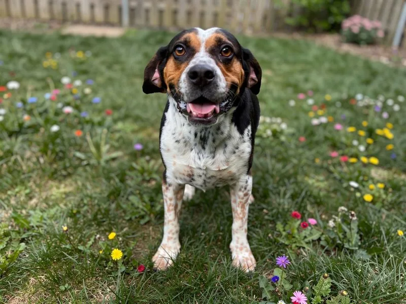An adult medium-sized male American Bulldog dog named Buddy Boy for adoption in Sebastian, FL
