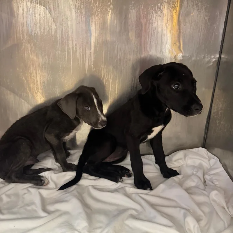 A baby small-sized female Black Labrador Retriever dog named Elle for adoption in Washington, PA