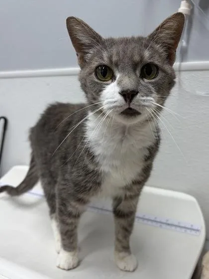 An adult small-sized female Domestic Short Hair cat named Paloma for adoption in West Chester, PA