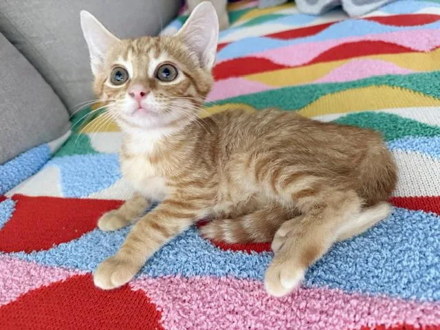 A baby medium-sized male Orange / Red Domestic Short Hair cat named Simba for adoption in Lake Monroe, FL