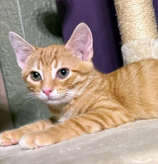 Simba thumbnail 3