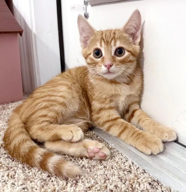 Simba thumbnail 4