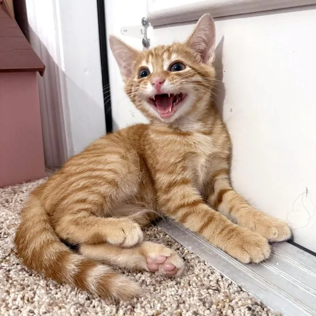 Simba thumbnail 5