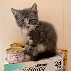 A baby small-sized male Gray / Blue / Silver Domestic Short Hair cat named Freddie Mercury for adoption in Middle Village, NY