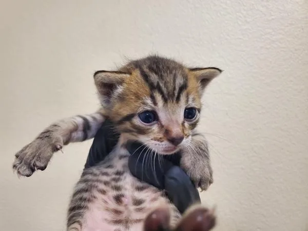 A baby small-sized female Domestic Short Hair cat named Spike for adoption in Oceanside, CA