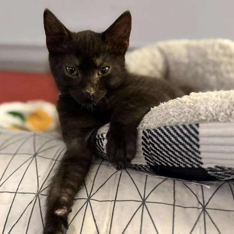 A baby small-sized male Black Domestic Short Hair cat named Bonks for adoption in Baltimore, MD