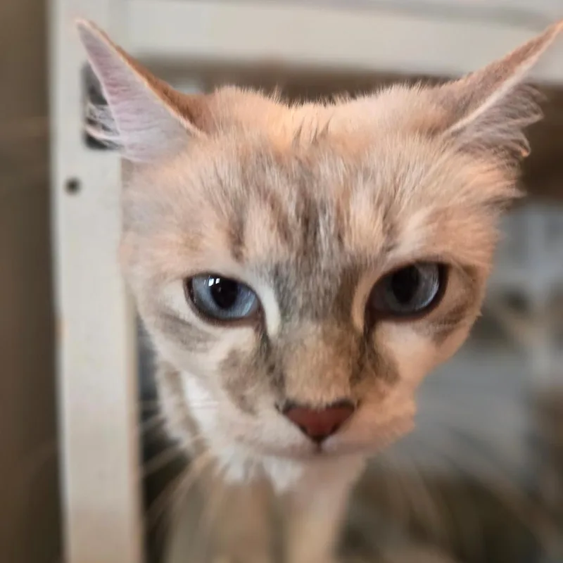 A young medium-sized female White Ragdoll cat named Astra for adoption in Durango, CO