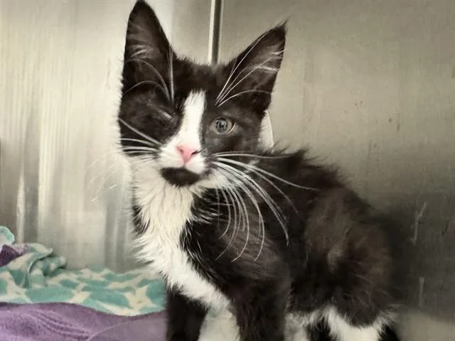 A baby small-sized male Domestic Short Hair cat named Klaus for adoption in Pueblo, CO